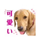 供血犬·しうば·ラブ翼（個別スタンプ：21）