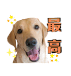 供血犬·しうば·ラブ翼（個別スタンプ：22）