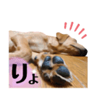 供血犬·しうば·ラブ翼（個別スタンプ：23）