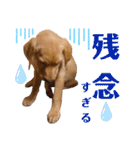 供血犬·しうば·ラブ翼（個別スタンプ：24）