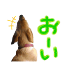 供血犬·しうば·ラブ翼（個別スタンプ：25）
