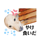 供血犬·しうば·ラブ翼（個別スタンプ：27）
