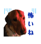 供血犬·しうば·ラブ翼（個別スタンプ：28）
