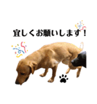 供血犬·しうば·ラブ翼（個別スタンプ：29）