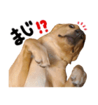 供血犬·しうば·ラブ翼（個別スタンプ：30）