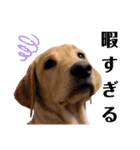 供血犬·しうば·ラブ翼（個別スタンプ：31）