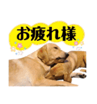 供血犬·しうば·ラブ翼（個別スタンプ：32）