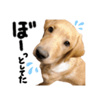 供血犬·しうば·ラブ翼（個別スタンプ：33）
