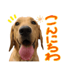供血犬·しうば·ラブ翼（個別スタンプ：34）