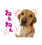 供血犬·しうば·ラブ翼（個別スタンプ：36）