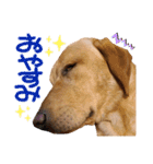 供血犬·しうば·ラブ翼（個別スタンプ：37）