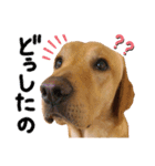 供血犬·しうば·ラブ翼（個別スタンプ：38）