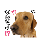 供血犬·しうば·ラブ翼（個別スタンプ：40）