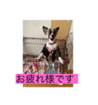 菫花1（個別スタンプ：1）