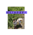 菫花1（個別スタンプ：5）