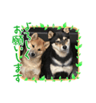 柴犬モコ＆稲穂（個別スタンプ：1）