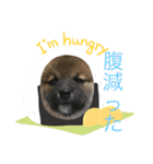 柴犬モコ＆稲穂（個別スタンプ：2）