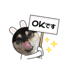 柴犬モコ＆稲穂（個別スタンプ：4）