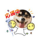 柴犬モコ＆稲穂（個別スタンプ：5）