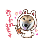 柴犬モコ＆稲穂（個別スタンプ：8）