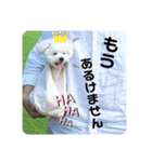 可愛いマルチーズのコタロウくん vol.1（個別スタンプ：6）