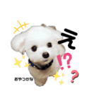 可愛いマルチーズのコタロウくん vol.1（個別スタンプ：10）