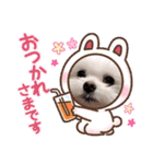 可愛いマルチーズのコタロウくん vol.1（個別スタンプ：14）