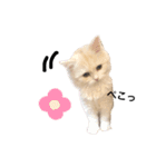 ましゅとちょこ（個別スタンプ：2）