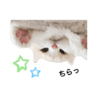 ましゅとちょこ（個別スタンプ：7）