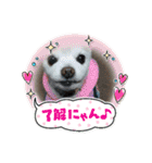 よんよんフレンドリー1（個別スタンプ：8）