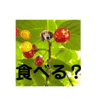 麦むぎまろりん（個別スタンプ：10）