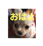 麦むぎまろりん（個別スタンプ：16）