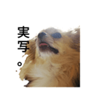 棒犬の犬dog（個別スタンプ：8）
