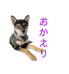 黒柴犬パピーのルークくん 2（個別スタンプ：2）