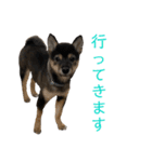 黒柴犬パピーのルークくん 2（個別スタンプ：4）