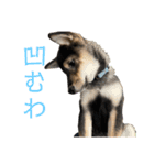 黒柴犬パピーのルークくん 2（個別スタンプ：7）