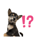 黒柴犬パピーのルークくん 2（個別スタンプ：9）