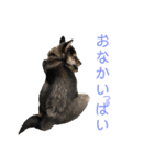黒柴犬パピーのルークくん 2（個別スタンプ：10）