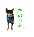 黒柴犬パピーのルークくん 2（個別スタンプ：14）