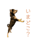 黒柴犬パピーのルークくん 2（個別スタンプ：15）