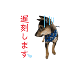 黒柴犬パピーのルークくん 2（個別スタンプ：16）