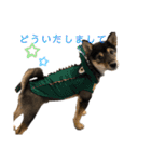 黒柴犬パピーのルークくん 2（個別スタンプ：18）