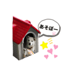 愛猫 ＆ 愛犬 仲良しスタンプ♡（個別スタンプ：13）