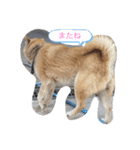 ワンワン❤️（個別スタンプ：3）