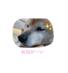 ワンワン❤️（個別スタンプ：11）