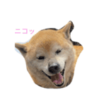 ワンワン❤️（個別スタンプ：19）