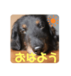 くぅのあいさつスタンプ（個別スタンプ：1）