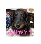 くぅのあいさつスタンプ（個別スタンプ：3）