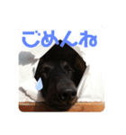 くぅのあいさつスタンプ（個別スタンプ：4）