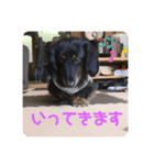 くぅのあいさつスタンプ（個別スタンプ：8）